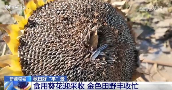 配资安全炒股配资门户 瓜果飘香、田野金黄、收获正忙 秋日大地“调色盘”绘就富农好“丰”光